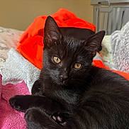 Binx is registered to the contest to win money with this photo: black_cat, kitten, pet, animal, fur, whiskers, bed, blanket, towel, orange_towel, pink_towel, relaxation, cute, indoor, closeup, eyes, face, feline, cozy, resting