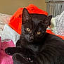 black_cat, kitten, pet, animal, fur, whiskers, bed, blanket, towel, orange_towel, pink_towel, relaxation, cute, indoor, closeup, eyes, face, feline, cozy, resting