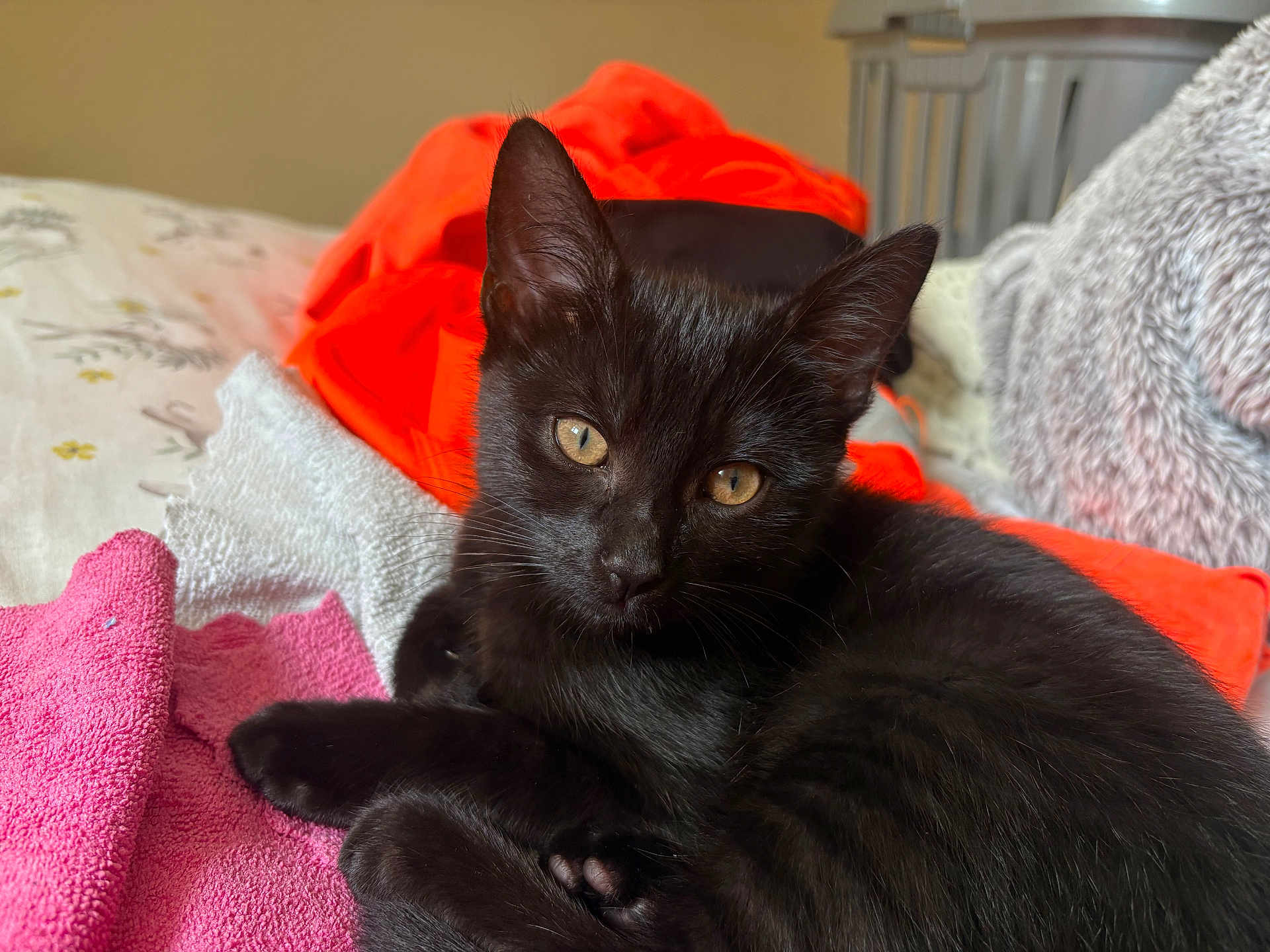 Binx is registered to the contest to win money with this photo: black_cat, kitten, pet, animal, fur, whiskers, bed, blanket, towel, orange_towel, pink_towel, relaxation, cute, indoor, closeup, eyes, face, feline, cozy, resting
