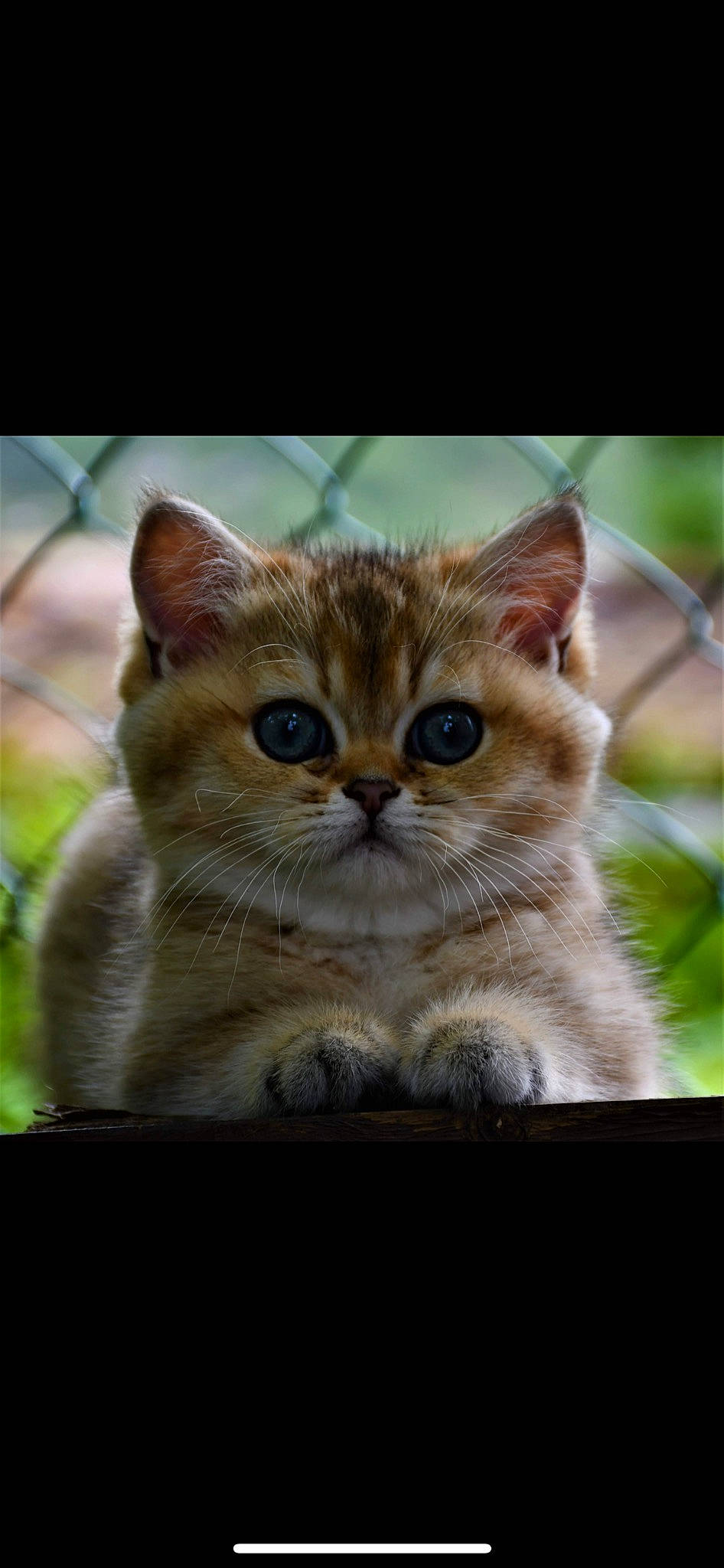 Ruby participe au concours pour gagner de l'argent avec cette photo : carnivore, cat, domestic_short_haired_cat, fawn, felidae, fur, gesture, grass, paw, photo_caption, small_to_medium_sized_cats, snout, tail, terrestrial_animal, whiskers, wildlife, wood