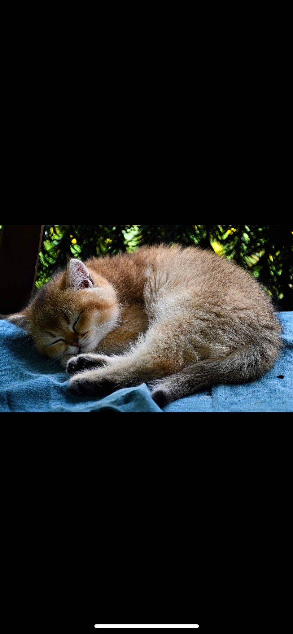 Ruby participe au concours pour gagner de l'argent avec cette photo : balinese, canidae, carnivore, cat, claw, comfort, domestic_short_haired_cat, felidae, fur, nap, paw, photo_caption, plant, sitting, small_to_medium_sized_cats, tail, terrestrial_animal, thai, whiskers, window