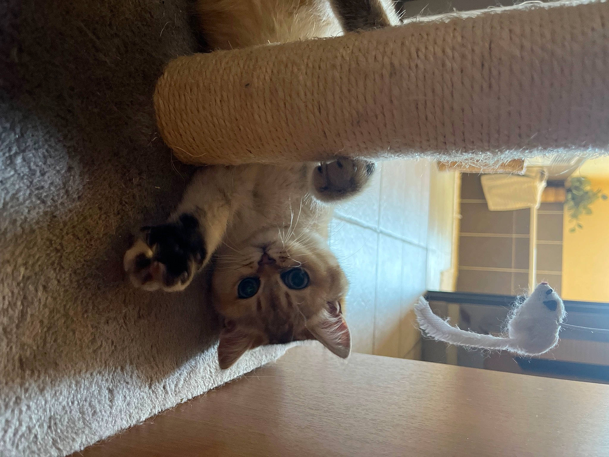 Ruby participe au concours pour gagner de l'argent avec cette photo : carnivore, cat, cat_supply, companion_dog, dog_breed, domestic_short_haired_cat, fawn, felidae, flooring, fur, hardwood, linens, pet_supply, plywood, room, small_to_medium_sized_cats, stuffed_toy, tail, whiskers, wood