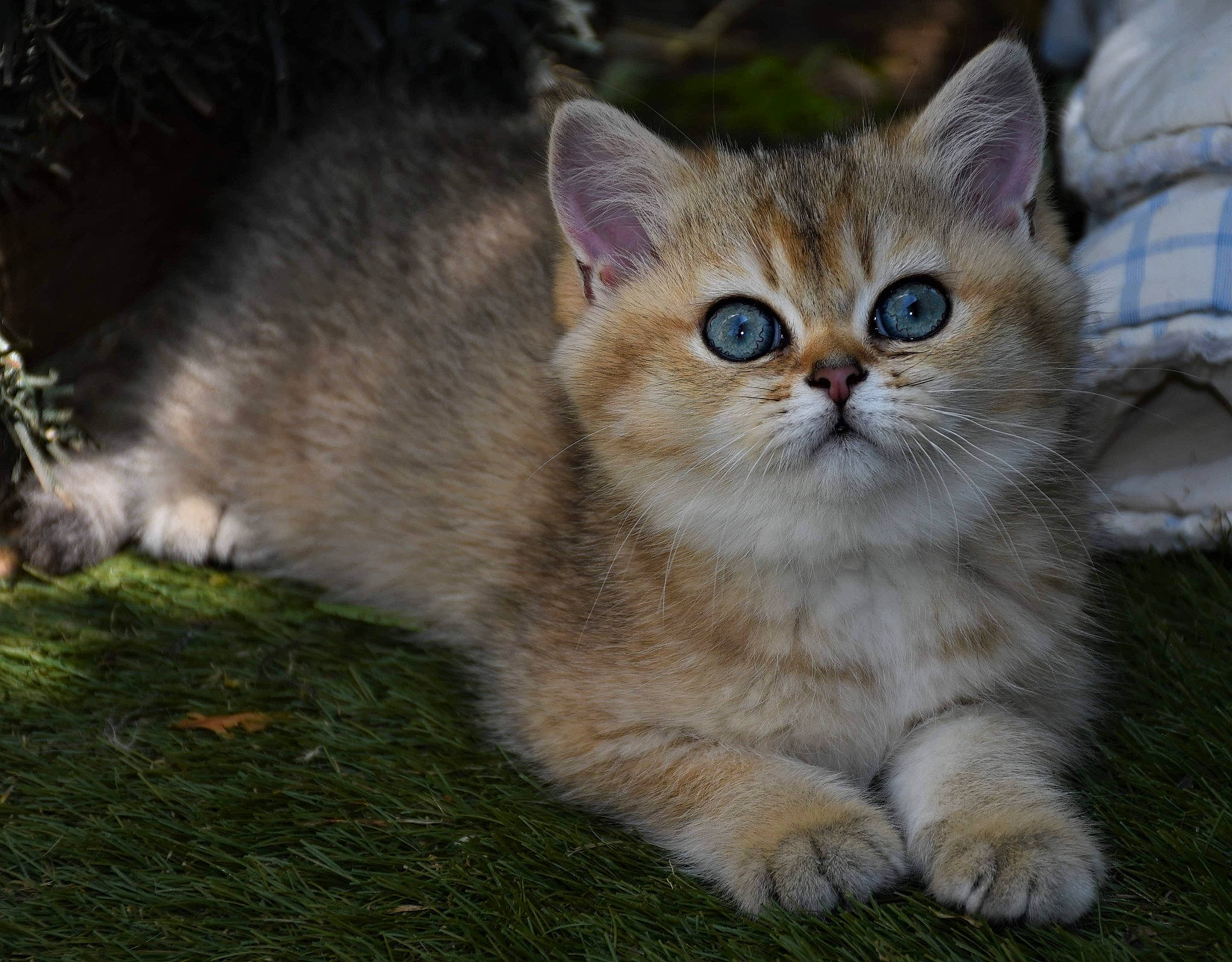 Ruby participe au concours pour gagner de l'argent avec cette photo : carnivore, cat, claw, domestic_short_haired_cat, fawn, felidae, fur, grass, paw, photo_caption, plant, sitting, small_to_medium_sized_cats, snout, tail, terrestrial_animal, tree, whiskers, wildlife