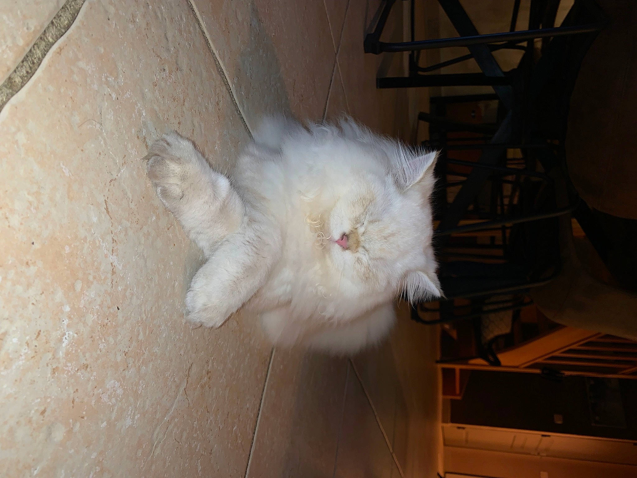 Angel a rejoint le concours — aidez-le/la à gagner de superbes lots ! canidae, carnivore, cat, claw, companion_dog, dog_breed, fawn, felidae, flooring, fur, hardwood, paw, samoyed, small_to_medium_sized_cats, spitz, sporting_group, tail, whiskers, wood