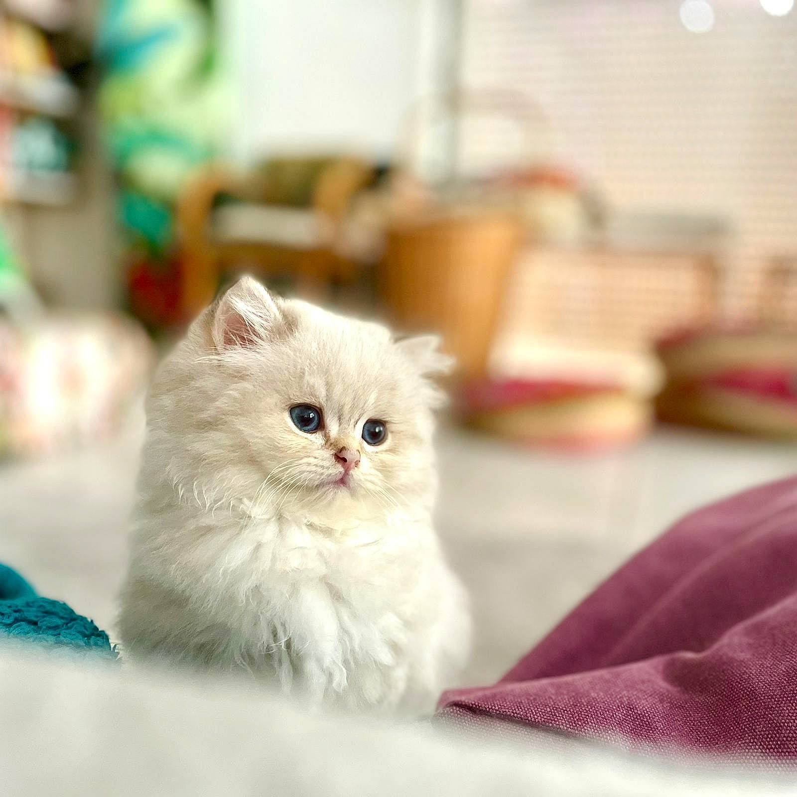 Angel participe au concours pour gagner de l'argent avec cette photo : carnivore, cat, comfort, felidae, flooring, fur, persian, small_to_medium_sized_cats, snout, terrestrial_animal, whiskers, wood