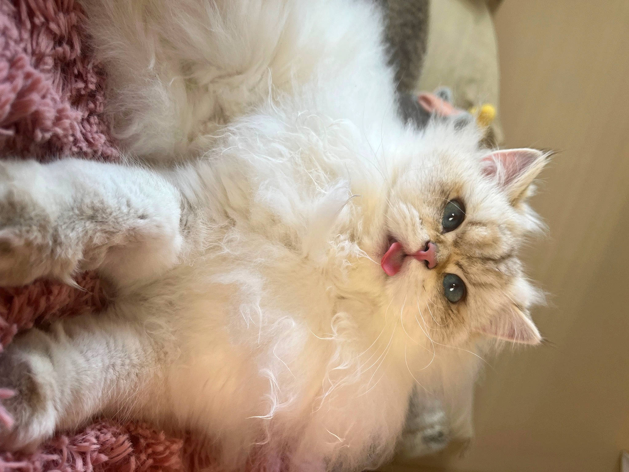 Angel a rejoint le concours — aidez-le/la à gagner de superbes lots ! canidae, carnivore, cat, claw, companion_dog, fawn, felidae, fur, paw, persian, ragdoll, small_to_medium_sized_cats, tail, whiskers