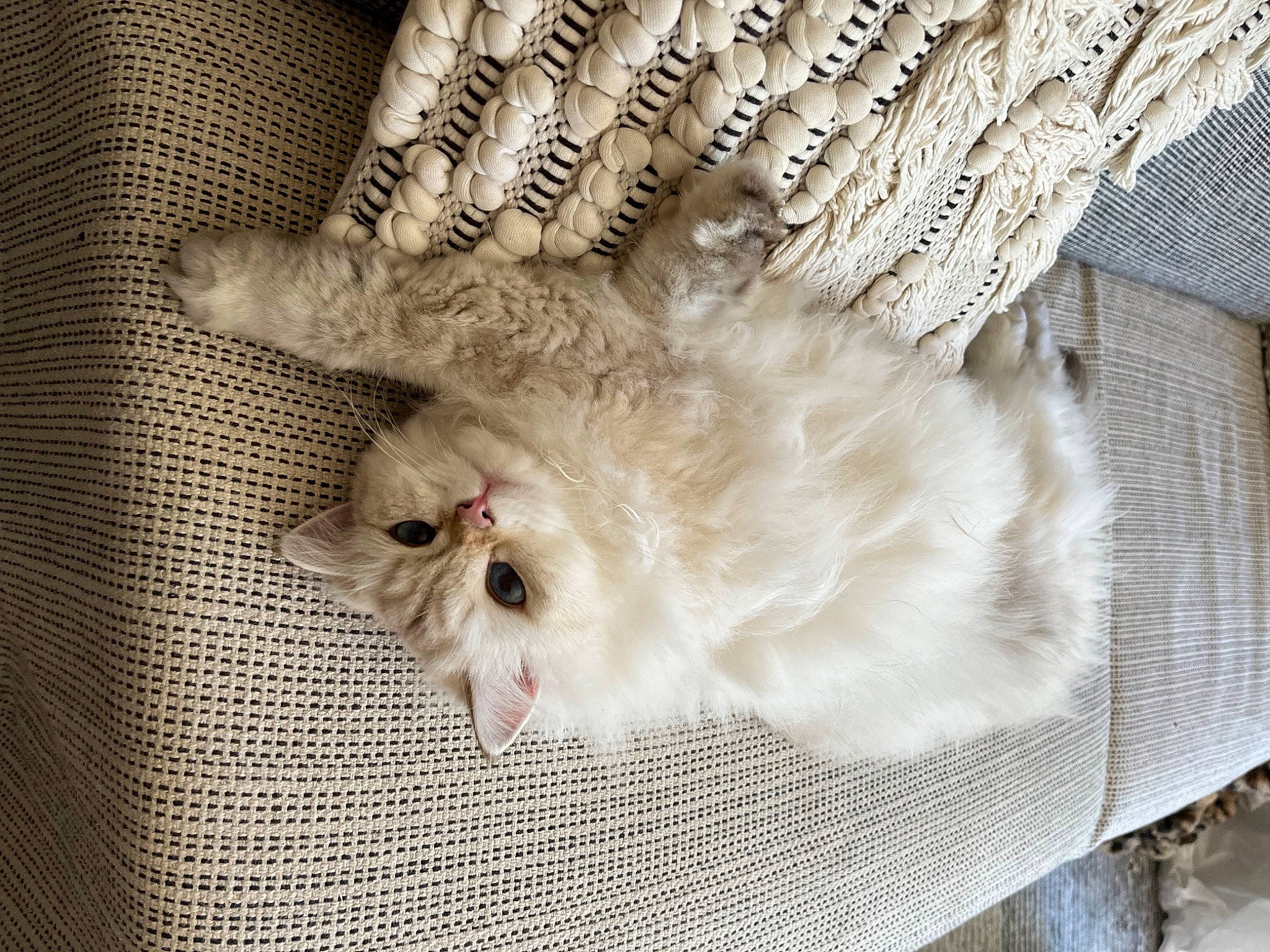 Angel a rejoint le concours — aidez-le/la à gagner de superbes lots ! carnivore, cat, claw, comfort, domestic_short_haired_cat, fawn, feather, felidae, fur, grey, hat, linens, pattern, paw, small_to_medium_sized_cats, snout, tail, whiskers, wool, woven_fabric