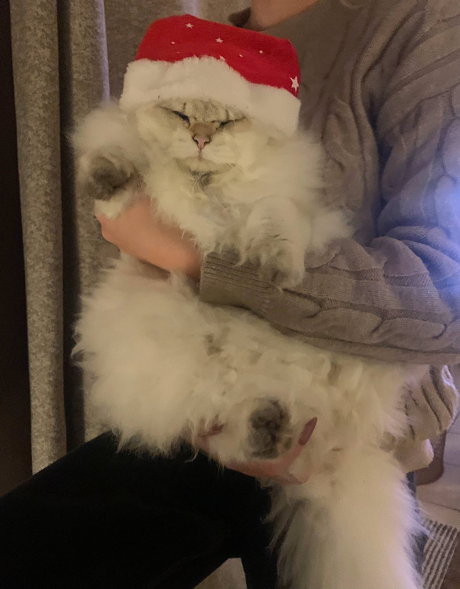 Angel participe au concours pour gagner de l'argent avec cette photo : beard, carnivore, comfort, companion_dog, dog, dog_breed, event, facial_hair, felidae, fur, fur_clothing, hat, head, holiday, human_body, lap, santa_claus, small_to_medium_sized_cats, toy_dog, whiskers