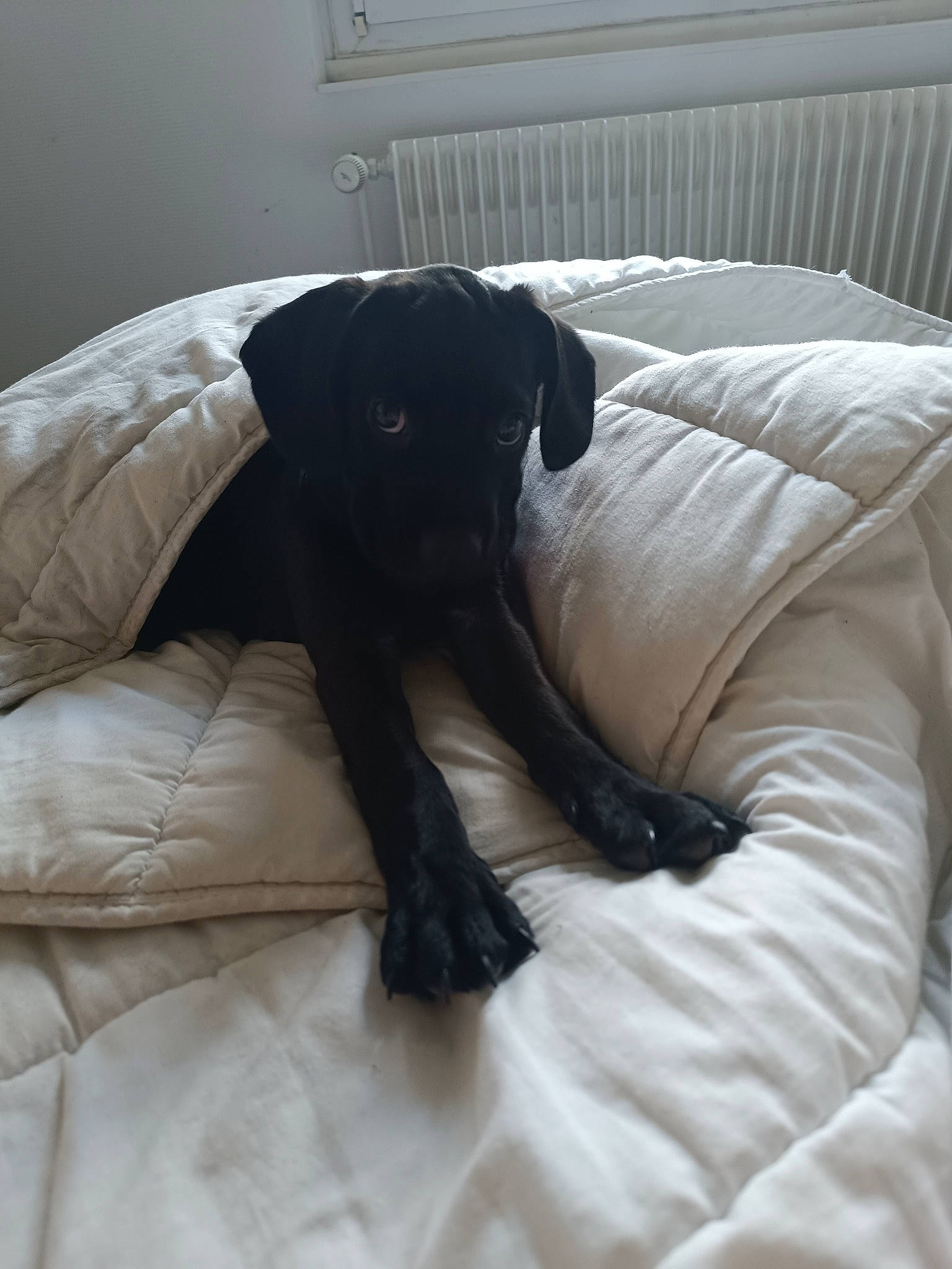 Batman a rejoint le concours — aidez-le/la à gagner de superbes lots ! borador, canidae, carnivore, comfort, companion_dog, couch, dog, dog_breed, flooring, fur, guard_dog, gun_dog, hardwood, linens, snout, sporting_group, tail, terrestrial_animal, tints_and_shades, working_animal