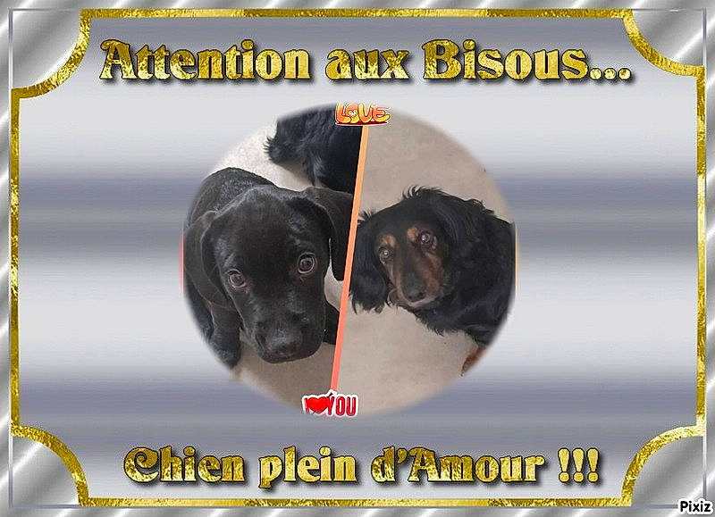 Batman participe au concours pour gagner de l'argent avec cette photo : advertising, ancient_dog_breeds, canidae, carnivore, collar, companion_dog, dog, dog_breed, dog_supply, font, internet_meme, organism, paw, pet_supply, photo_caption, pug, snout, sporting_group, toy_dog, working_animal