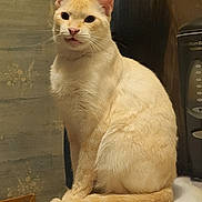 Uggy is registered to the contest to win money with this photo: cat, cream_color, indoor, countertop, tail, fur, whiskers, ears, sitting, animal, pet, domestic_cat, face, table, appliance, kitchen, feline, curled_tail, closeup, cute