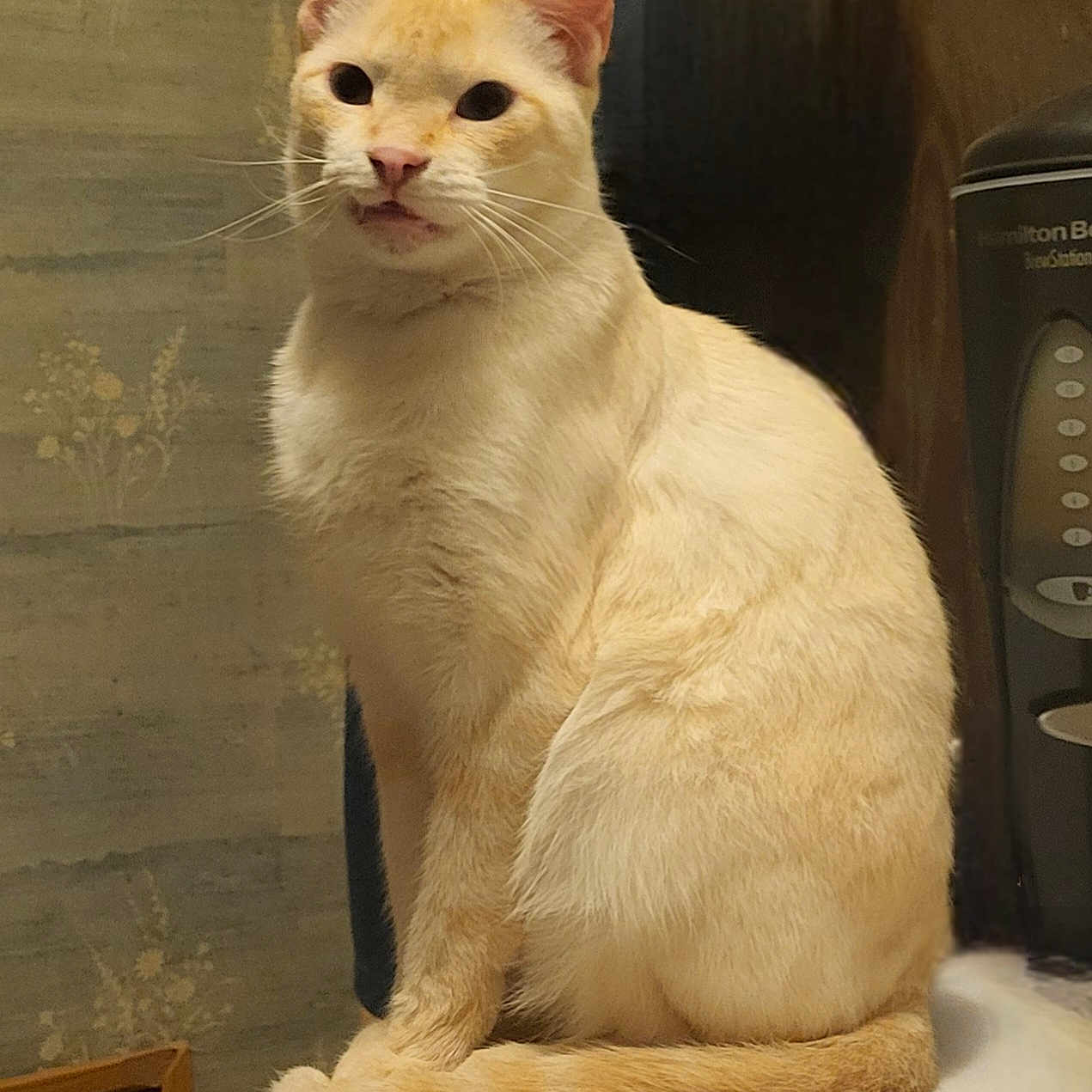 Uggy is registered to the contest to win money with this photo: animal, appliance, cat, closeup, countertop, cream_color, curled_tail, cute, domestic_cat, ears, face, feline, fur, indoor, kitchen, pet, sitting, table, tail, whiskers