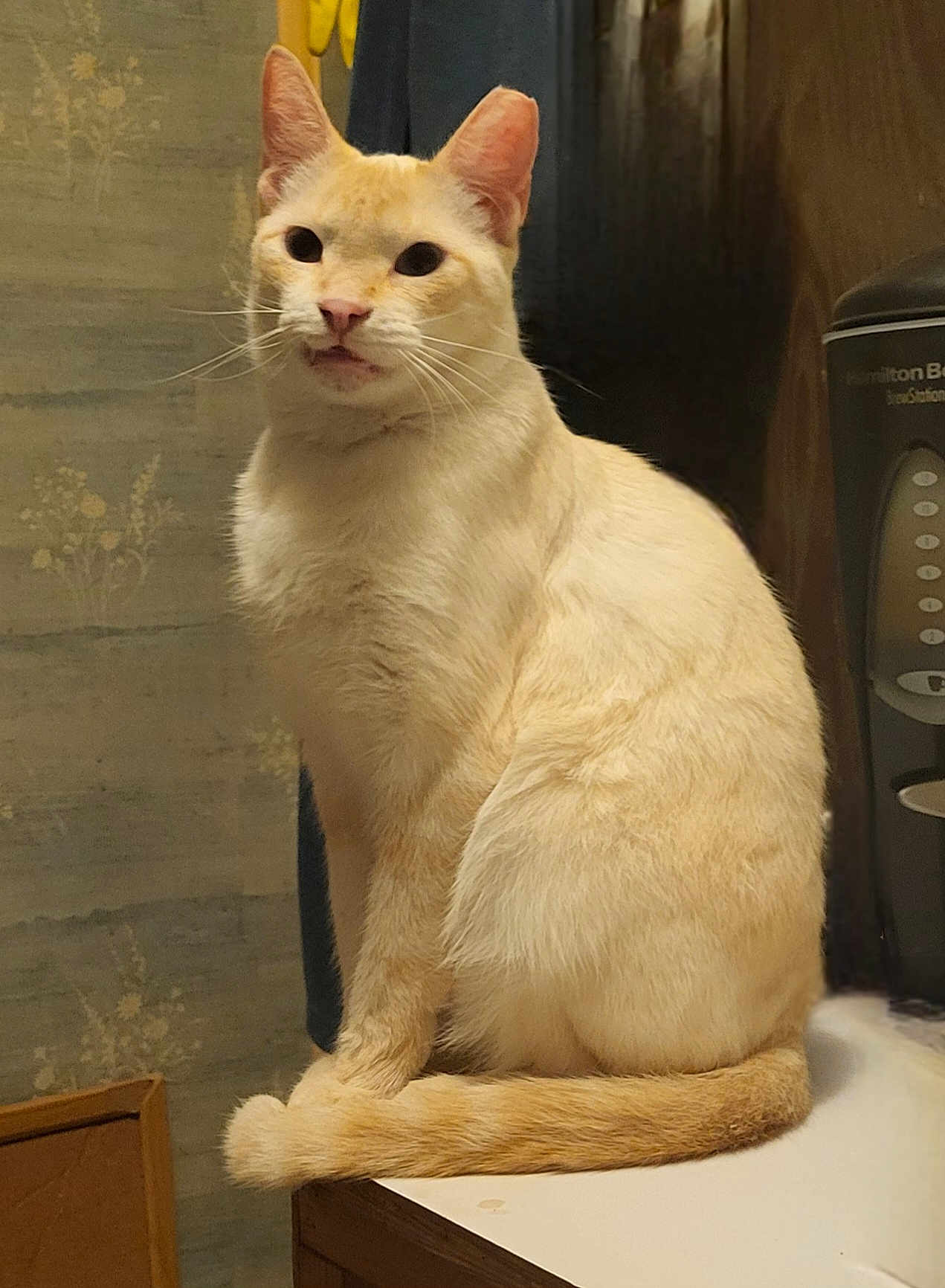 Uggy is registered to the contest to win money with this photo: cat, cream_color, indoor, countertop, tail, fur, whiskers, ears, sitting, animal, pet, domestic_cat, face, table, appliance, kitchen, feline, curled_tail, closeup, cute