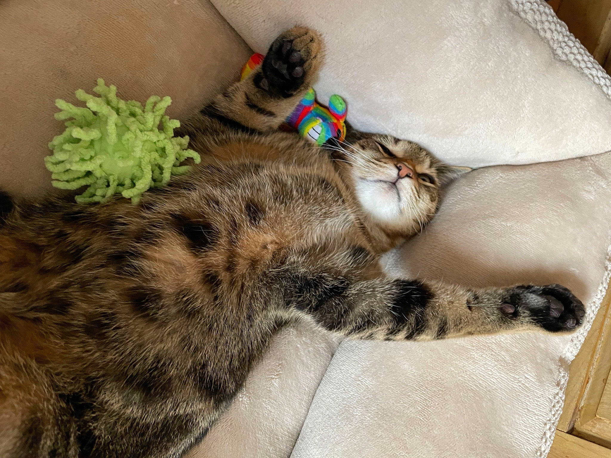 Roo is registered to the contest to win money with this photo: carnivore, cat, claw, comfort, domestic_short_haired_cat, fawn, felidae, foot, fur, grass, mammal, nap, paw, sleep, small_to_medium_sized_cats, snout, tail, terrestrial_animal, vertebrate, whiskers