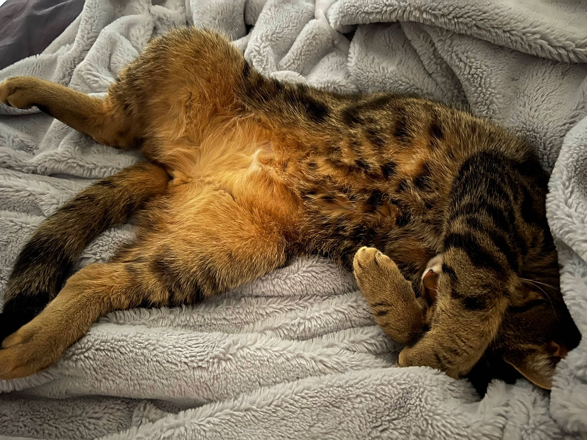 Roo joined the competition — help win amazing prizes! big_cats, carnivore, cat, claw, comfort, domestic_short_haired_cat, fawn, felidae, fur, leopard, linens, nap, paw, sleep, small_to_medium_sized_cats, snout, tail, terrestrial_animal, whiskers, wildlife