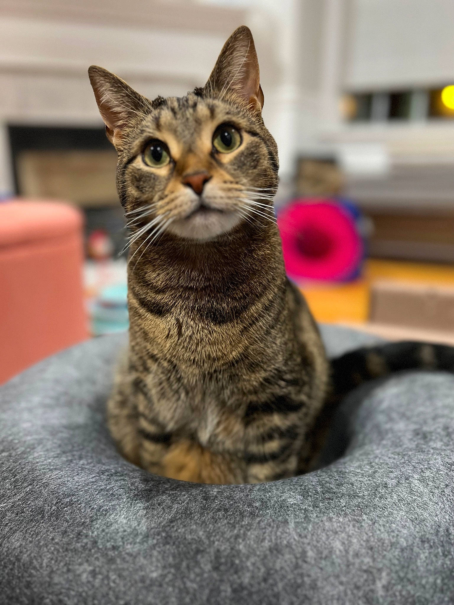 Roo joined the competition — help win amazing prizes! carnivore, cat, domestic_short_haired_cat, felidae, fur, grey, paw, sitting, small_to_medium_sized_cats, snout, terrestrial_animal, tree, whiskers, wildlife