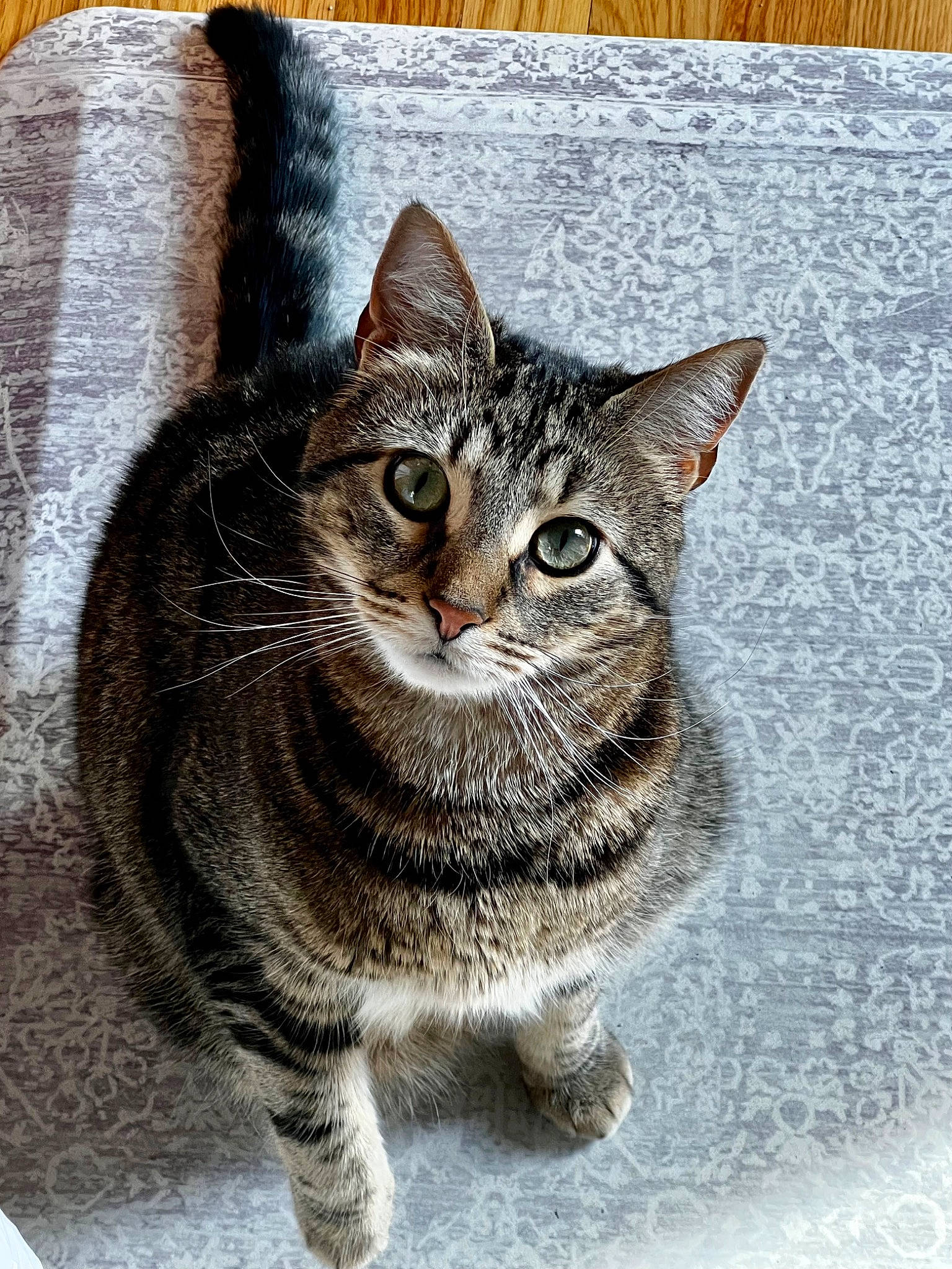 Tigger joined the competition — help win amazing prizes! art, carnivore, cat, domestic_short_haired_cat, felidae, fur, grey, paw, rectangle, road_surface, small_to_medium_sized_cats, snout, tail, terrestrial_animal, whiskers, wildlife, window