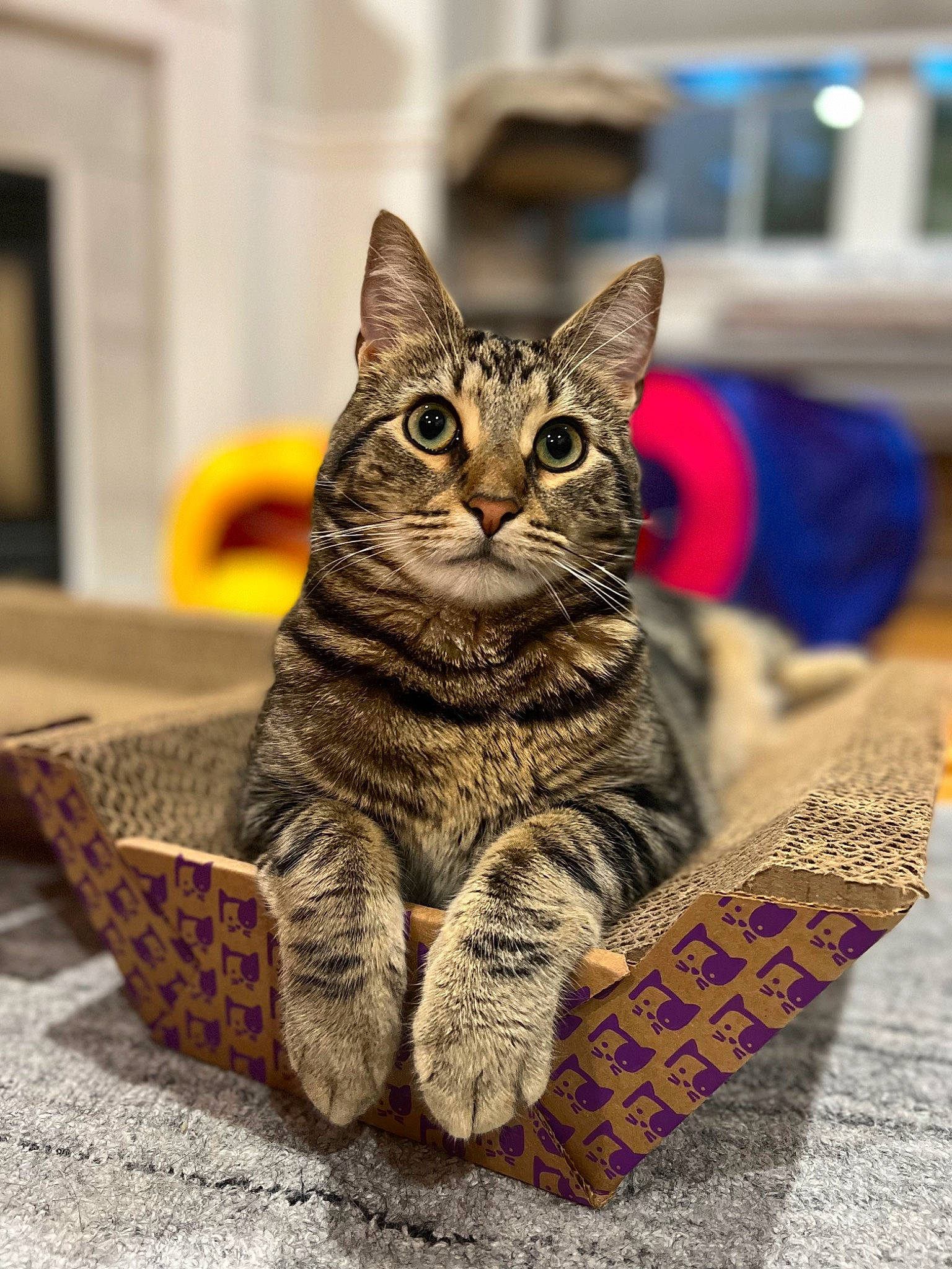 Tigger joined the competition — help win amazing prizes! art, carnivore, cat, claw, domestic_short_haired_cat, felidae, fur, pattern, paw, picture_frame, sitting, small_to_medium_sized_cats, snout, terrestrial_animal, tree, whiskers, wildlife, wood