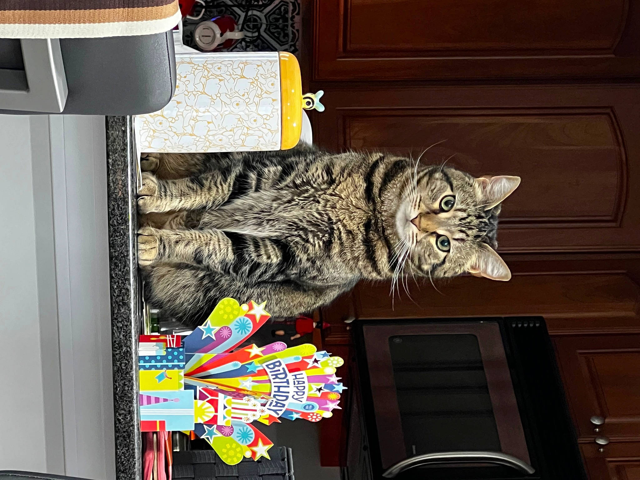 Tigger is registered to the contest to win money with this photo: art, carnivore, cat, display_device, domestic_short_haired_cat, door, facade, felidae, font, fur, light, machine, metal, room, small_to_medium_sized_cats, tail, visual_arts, whiskers, window, wood