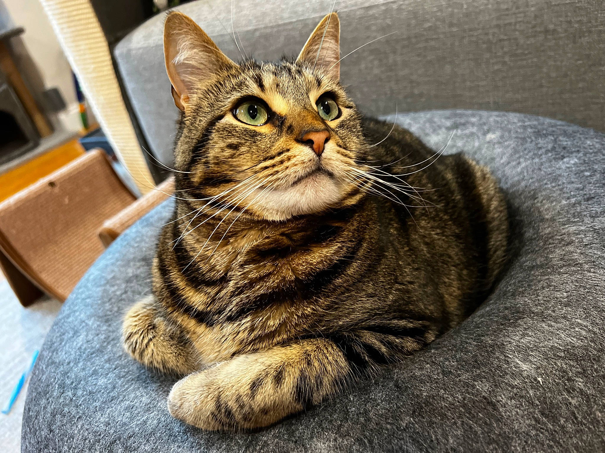 Tigger joined the competition — help win amazing prizes! carnivore, cat, claw, domestic_short_haired_cat, eye, felidae, fur, paw, picture_frame, sitting, small_to_medium_sized_cats, snout, terrestrial_animal, whiskers, wildlife, window