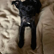 Lilbit joined the competition — help win amazing prizes! dog, black_dog, pet, animal, cute, looking_up, blanket, bed, indoor, fur, ears, nose, whiskers, soft_texture, lying_down, companion, domestic_animal, close_up, portrait, adorable