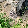 Tigri participe au concours pour gagner de l'argent avec cette photo : animal, cat, concrete, curious, ears, fence, grass, greenery, ground, mammal, nature, outdoor, paws, pet, relaxed, sunlight, tabby, tail, wheel, whiskers