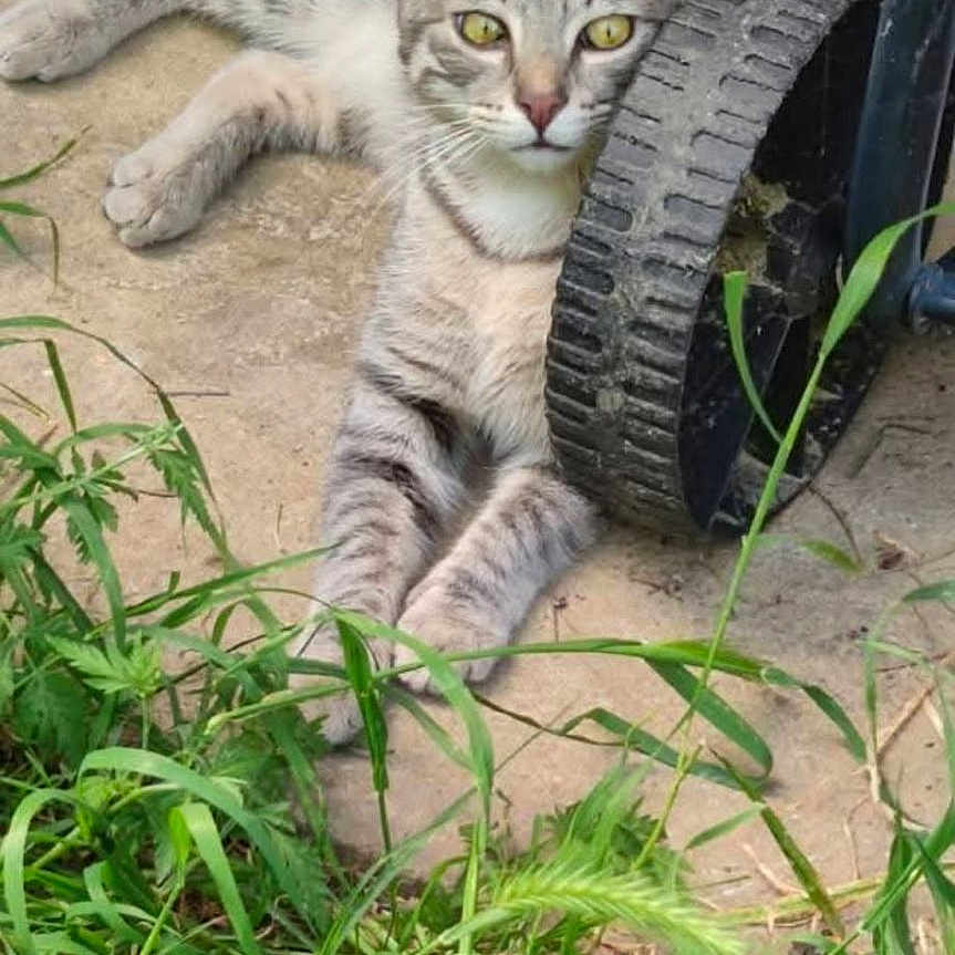 Tigri