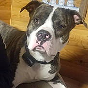 Lucky joined the competition — help win amazing prizes! animal, black, brindle, brown, calm, closeup, collar, dog, ears, furniture, home, indoor, nose, pet, plaque, portrait, sitting, snowman, white, wooden_wall