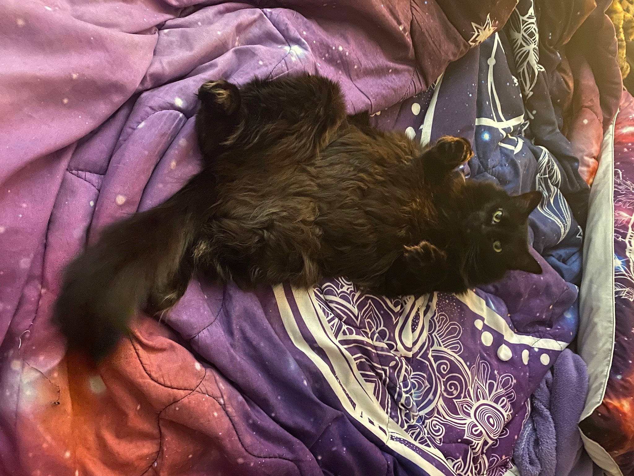 Pippen is registered to the contest to win money with this photo: bed, canidae, carnivore, comfort, companion_dog, dog, dog_breed, felidae, fur, linens, liver, magenta, nap, pattern, purple, small_to_medium_sized_cats, sporting_group, terrier, toy_dog, yorkipoo