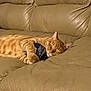 Copper joined the competition — help win amazing prizes! cat, orange_tabby, sleeping, couch, leather, indoor, pet, cozy, relaxed, claw, paw, fur, whiskers, ear, nap, domestic_cat, feline, soft, comfort, toy