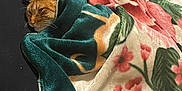 Copper joined the competition — help win amazing prizes! cat, orange_cat, blanket, floral_pattern, cozy, resting, indoor, furniture, couch, soft_texture, sleeping, pet, animal, fur, comfort, home, relaxing, wrapped, warm, domestic