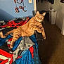 animal, bed, blanket, blue_wall, carpet, cat, cozy, curious, domestic, feline, furniture, hanging_decorations, home, indoor, orange_tabby, pet, relaxed, resting, room, sleeping_area