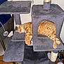 Copper is registered to the contest to win money with this photo: cat, orange_tabby, sleeping, cat_tree, indoor, furniture, pet, relaxed, paw, tail, wooden_floor, chair, shoes, cozy, domestic, resting, cute, fur, animal, home