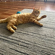 Copper is registered to the contest to win money with this photo: cat, ginger_cat, pet, indoor, rug, floor, toy, ball, brick_wall, fireplace, wood_floor, feline, relaxed, stretching, paw, home, cozy, animal, domestic, cute