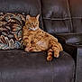 animal, cat, comfort, couch, cute, domestic_cat, feline, fluffy, home, indoor, leather, living_room, orange_tabby, pet, pillow, relaxed, resting, seated, striped, tabby_cat
