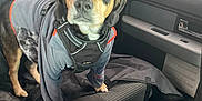 Max is registered to the contest to win money with this photo: animal, backseat, black, brown, canine, car, companion, curious, dog, furry, inside, jacket, looking, pet, road_trip, seat, tan, travel, vehicle, window