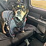 Max is registered to the contest to win money with this photo: dog, pet, car, seat, jacket, animal, inside, window, road_trip, curious, black, brown, tan, furry, canine, travel, vehicle, backseat, looking, companion