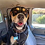 Max is registered to the contest to win money with this photo: dog, canine, pet, black_and_tan, harness, car_interior, window, seat, seatbelt, happy, tongue_out, ears, collar, tag, daylight, vehicle, smiling, fur, domestic_animal, looking