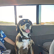 Max joined the competition — help win amazing prizes! dog, pet, car_interior, back_seat, leash, collar, sunlight, child, smiling, happy, animal, road_trip, window, seatbelt, transportation, domestic_animal, fur, tongue_out, canine, companion