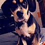 Max joined the competition — help win amazing prizes! animal, bed, black, blanket, brown, canine, collar, cozy, cute, dog, ears, eyes, furniture, house, indoor, looking, pet, portrait, sitting, white