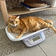 Gouda participe au concours pour gagner de l'argent avec cette photo : cat, orange_tabby, pet, indoor, carpet, furniture, toy, scale, relaxed, curious, animal, mammal, whiskers, tail, paws, collar, home, domestic, resting, floor