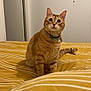 Gouda participe au concours pour gagner de l'argent avec cette photo : cat, orange_tabby, bed, striped_bedspread, indoor, pet, curious, alert, wide_eyes, fur, whiskers, collar, domestic_cat, feline, home, photograph, wall, hanging_photos, yellow, striped