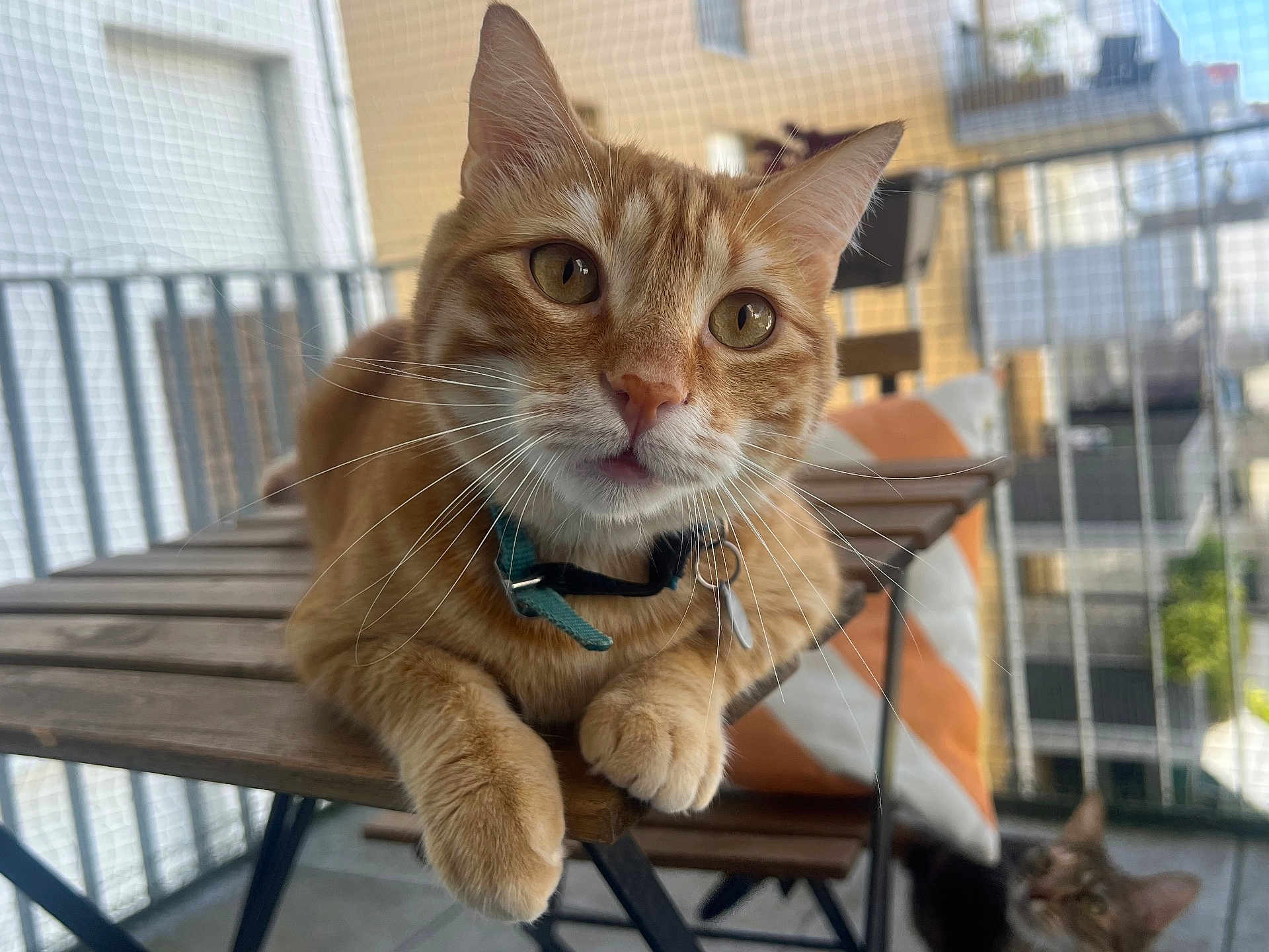Gouda participe au concours pour gagner de l'argent avec cette photo : cat, orange_tabby, collar, whiskers, table, wooden_table, balcony, outdoor, pet, curious, feline, domestic_cat, two_cats, blurred_background, chair, pillow, relaxed, close_up, daylight, eyes