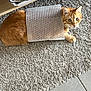 cat, ginger_cat, bubble_wrap, carpet, curious, indoor, pet, feline, relaxed, basket, wooden_shelf, floor, home, animal, fur, whiskers, playful, domestic, texture, resting
