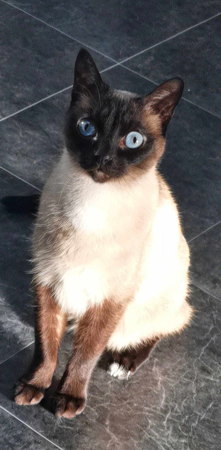 Poupou participe au concours pour gagner de l'argent avec cette photo : cat, siamese_cat, blue_eyes, heterochromia, pet, animal, feline, indoor, floor, tile_floor, sitting, fur, whiskers, ears, looking_up, shadow, domestic_cat, cute, closeup, light