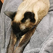 Poupou a rejoint le concours — aidez-le/la à gagner de superbes lots ! cat, siamese_cat, sleeping, stretching, paws, feline, pet, fur, cozy, blanket, gray, indoor, relaxing, cute, animal, whiskers, ears, soft, mammal, domestic