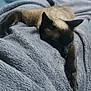 Poupou participe au concours pour gagner de l'argent avec cette photo : cat, siamese, sleeping, blanket, gray, cozy, indoor, pet, fur, relaxing, animal, paw, resting, home, soft, texture, laying, comfort, cute, feline