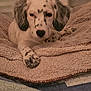 puppy, dog, blanket, bed, cozy, indoor, resting, spotted, fur, animal, pet, cute, sleepy, comfort, closeup, ears, paw, face, young, relaxed