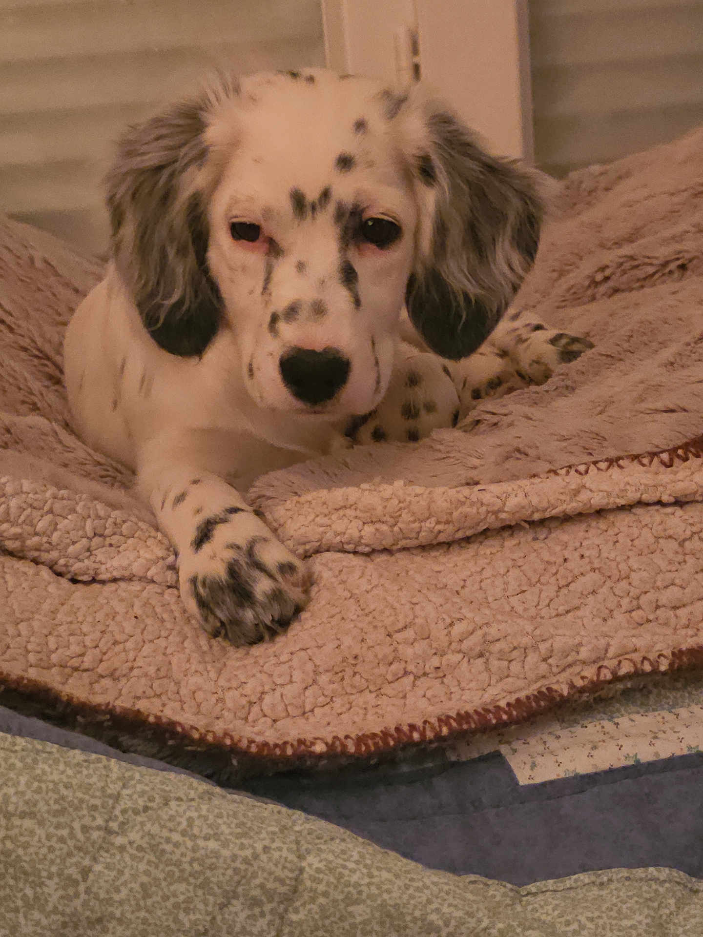 Anna participe au concours pour gagner de l'argent avec cette photo : puppy, dog, blanket, bed, cozy, indoor, resting, spotted, fur, animal, pet, cute, sleepy, comfort, closeup, ears, paw, face, young, relaxed