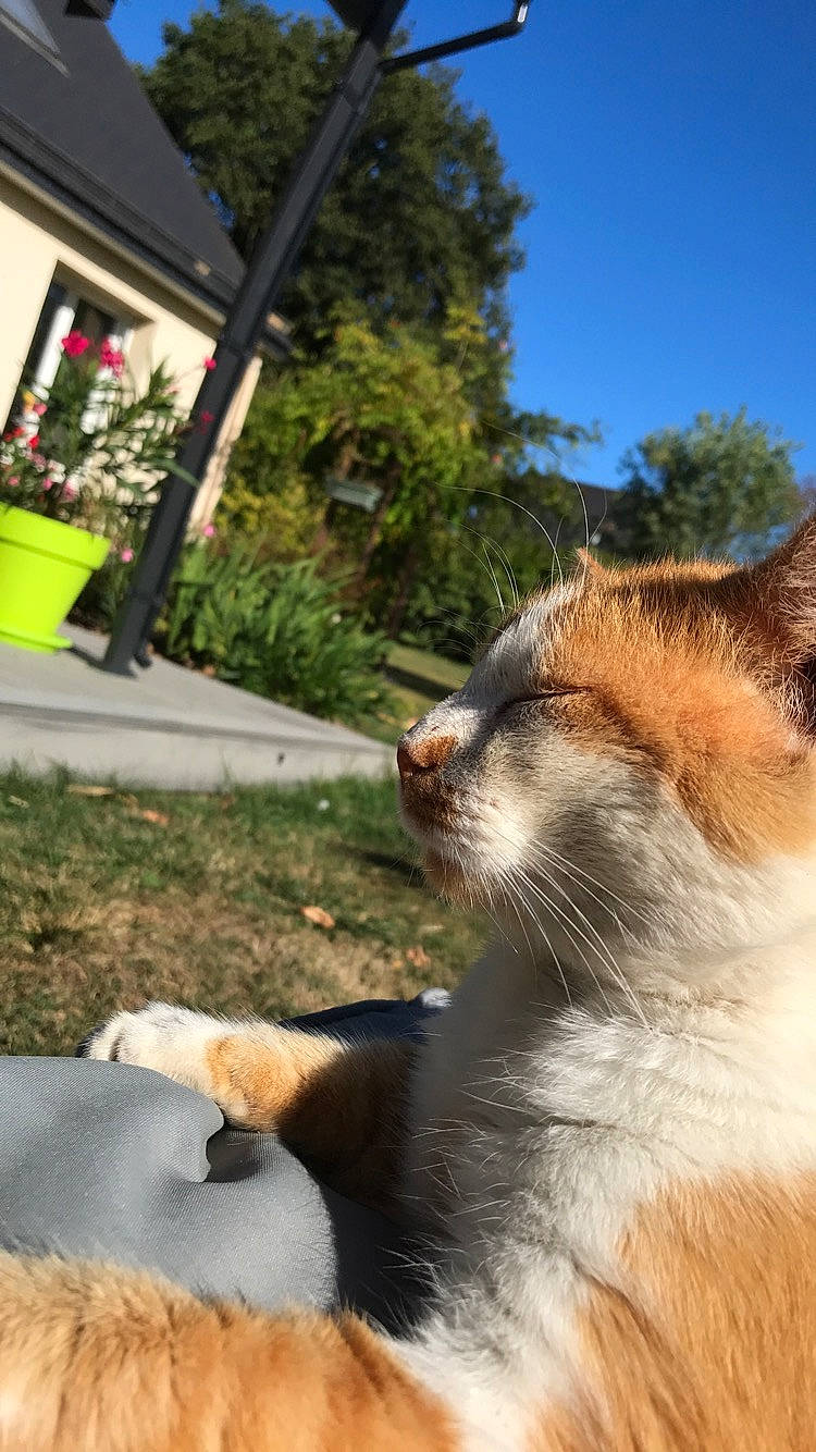 Roocky participe au concours pour gagner de l'argent avec cette photo : aegean_cat, carnivore, cat, fawn, felidae, fur, small_to_medium_sized_cats, snout, tail, whiskers